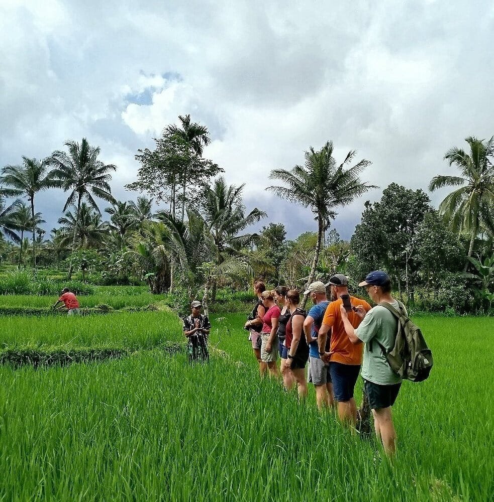 Green hills and rice fields in Tetebatu, East Lombok